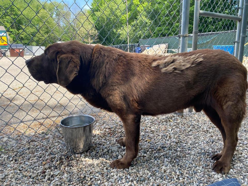 "Gentle Ben" was left tied up outside Harbor Humane Society's animal shelter.