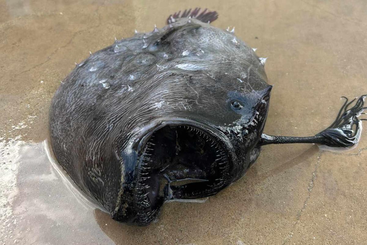 'strange And Fascinating' Deep-sea Creature Washes Up On Beach In 'very 