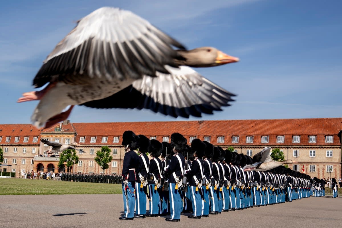 Gooses fly by as Denmark's King Frederik X attends the Anniversary Parade at the Royal Life Guards in Copenhagen (via REUTERS)