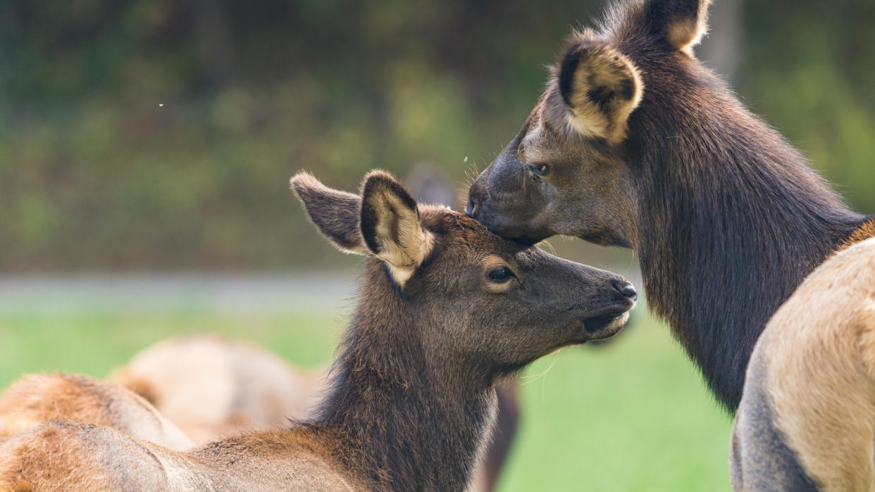  Elk calf and mother in field 