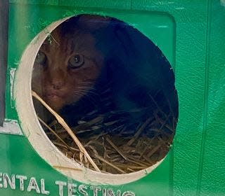 A cat sits in a shelter made from a cooler by New Philadelphia resident Lindsay Bailey.