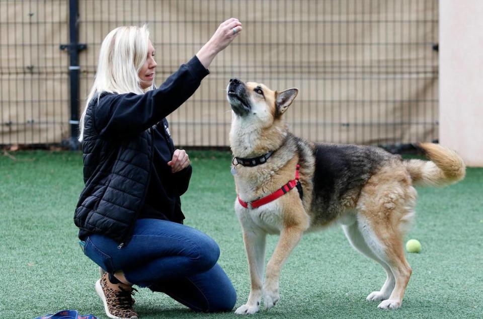 Woods Humane Society is currently maxed out in its dog kennels for the first time in quite a while. Robin Coleman, community engagement manager, plays with Apple in the play area.