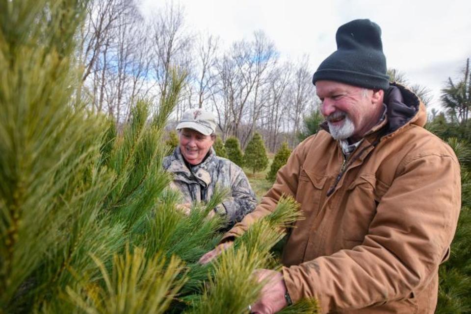 Christmas tree farms like this one in Greencastle, Ind., can be found in almost every state. <a href="https://www.nrcs.usda.gov/conservation-basics/conservation-by-state/indiana/news/retirees-pursue-passion-on-christmas-tree" rel="nofollow noopener" target="_blank" data-ylk="slk:USDA;elm:context_link;itc:0;sec:content-canvas" class="link ">USDA</a>