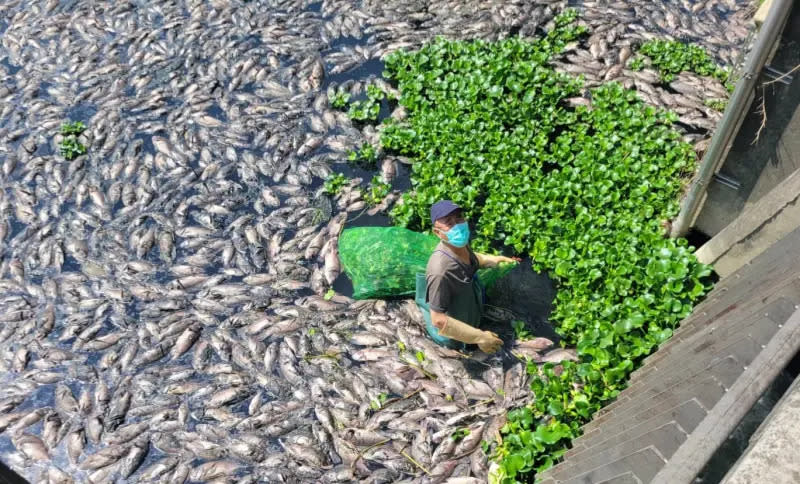 ▲今年3月，大里區頭汴坑溪出現數萬隻死魚，河川局雇工打撈。（圖／江和樹提供，2024.05.28）