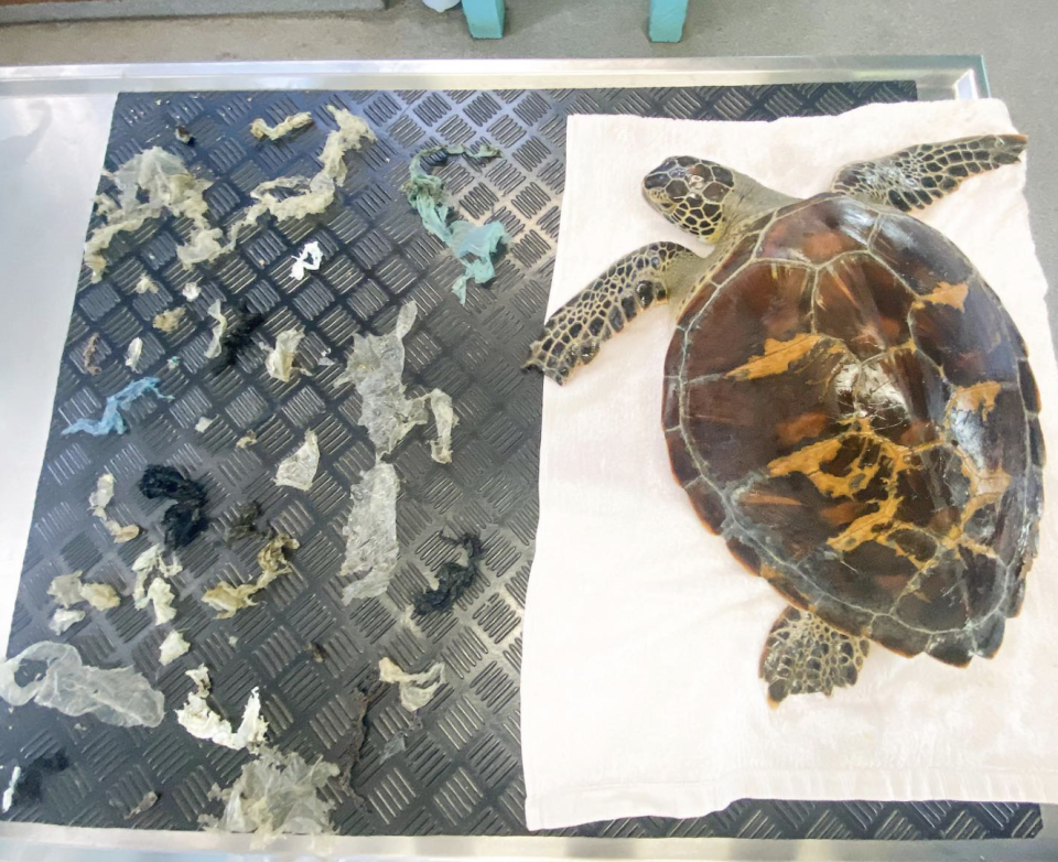 A green sea turtle is pictured with plastic debris removed from her stomach.