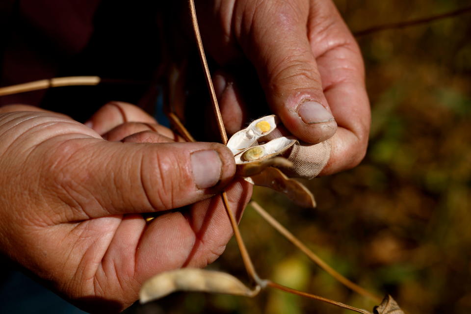 En esta imagen, tomada el 23 de marzo de 2018, un agricultor muestra granos de soja que no maduraron a causa de la sequía cerca de Pergamino, Argentina. Se estima que la cosecha de soja será un 31% menor que en la temporada 2016-2017. (AP Foto/Sebastián Pani)