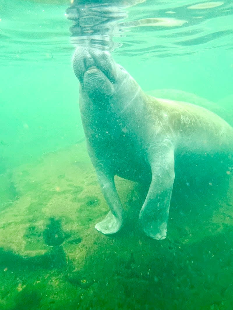 Manatee