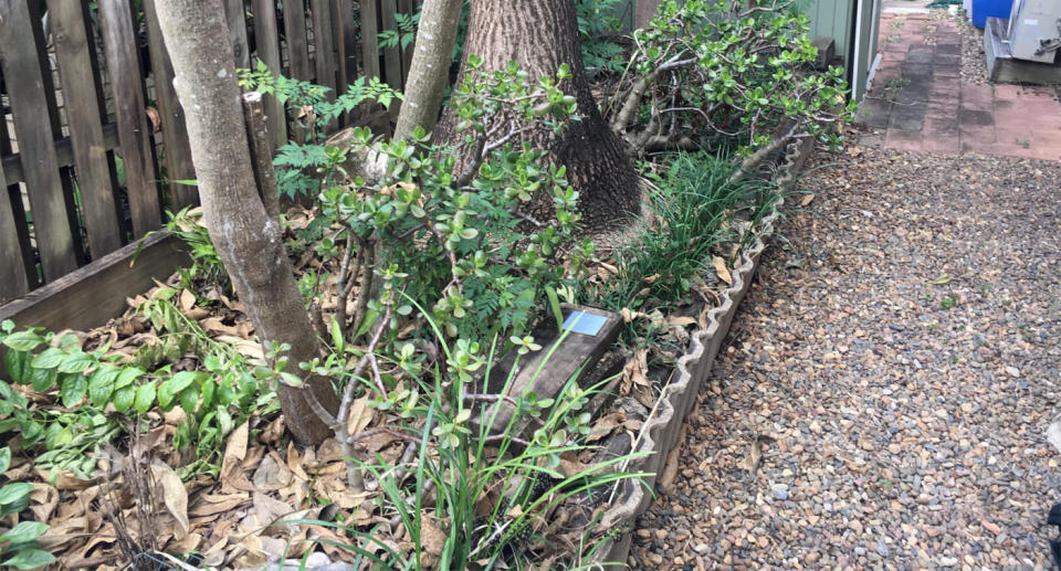 The snake camouflaged in the Queensland backyard garden. 