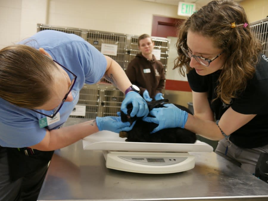 32 bunnies rescued from Colorado Springs home