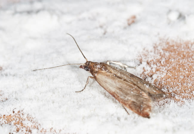 How To Get Rid Of Pantry Moths