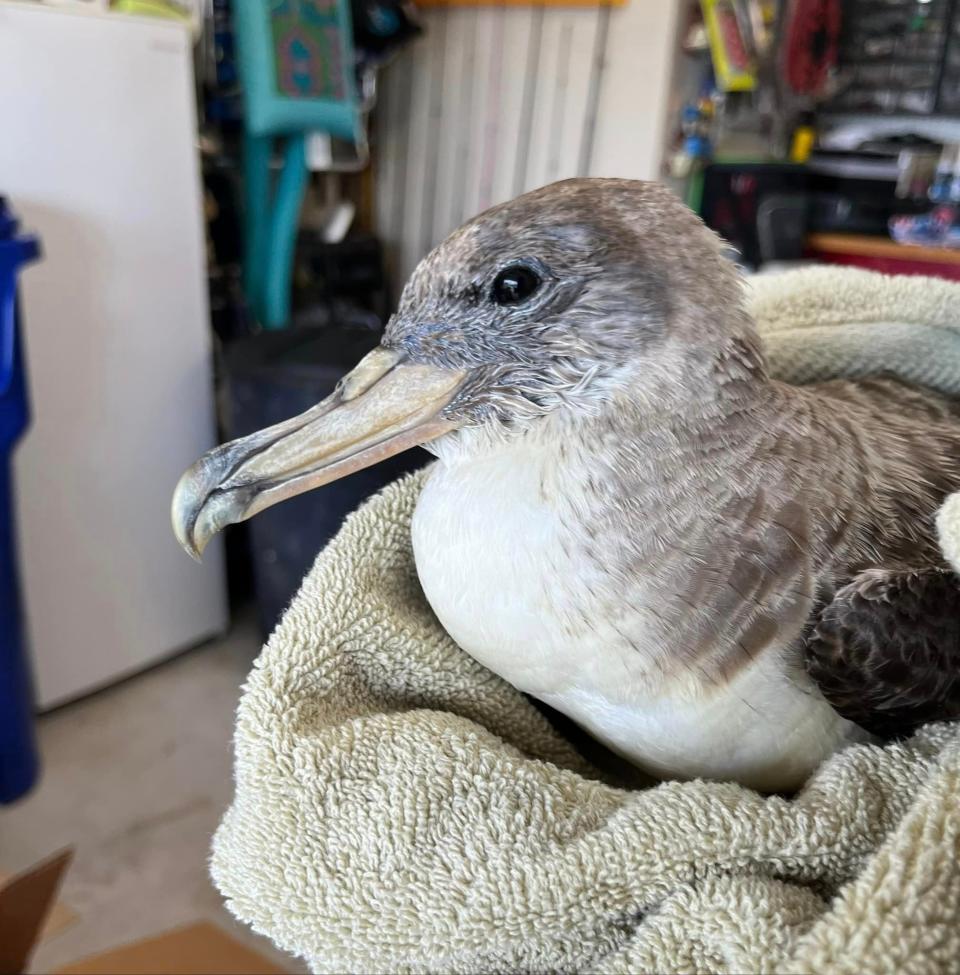 A shorebird biologist has concluded the birds are dying from migratory and wind-related stress and exhaustion.