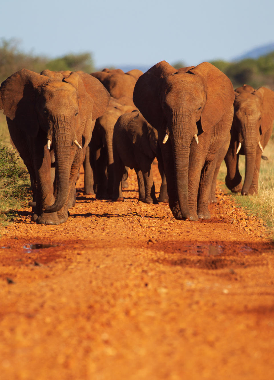 Madikwe Game Reserve, South Africa