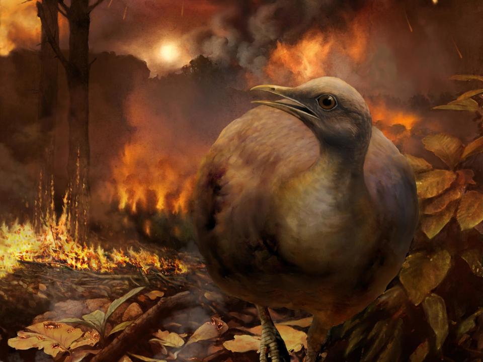 Flightless birds were the only type that survived mass wildfires, scientists believe: Phillip M Krzeminski