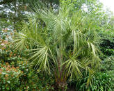 <p> <strong>Hardiness: </strong>USDA 3 </p> <p> <strong>Height:</strong> 12ft (4m) </p> <p> <strong>Best for: </strong>cold tolerance  </p> <p> As well as being perfect for a striking tropical garden, palms are also some of the most dramatic Mediterranean plants you can grow. Native to South America, the elegant jelly palm (<em>Butia capitata</em>) bears long silvery-grey feather-shaped leaves.  </p> <p> All but those in the warmest and most sheltered parts of the UK will have to take a risk or keep their palm in a pot and move it to more sheltered accommodation for the winter. However, these palms do become more cold-tolerant with maturity.  </p>
