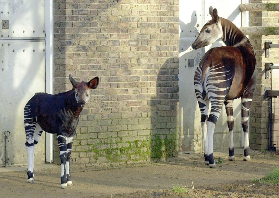 Okapi are the only relative of the giraffe (PA)