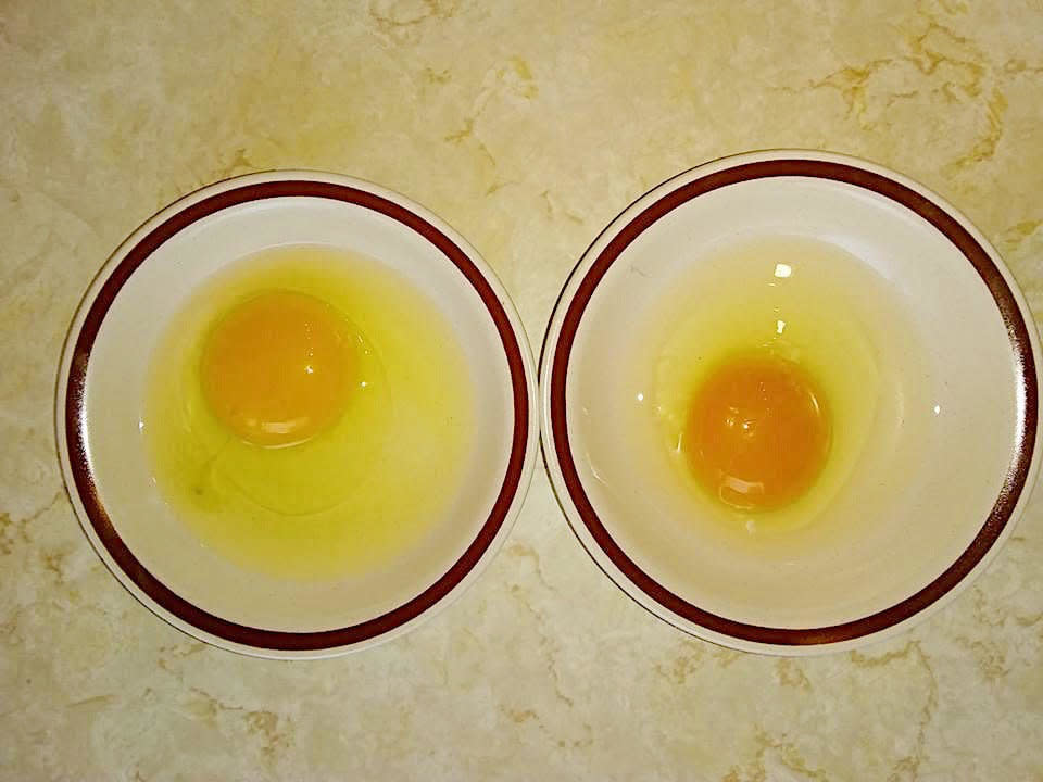 The egg on the left is from a hen that was fed only commercial feed. The egg on the right is from a hen that's been to pasture and fed Amanda Nolan&rsquo;s fruit-and-vegetable mash for seven days. (Photo: Amanda Nolan/Dusty Hound Farms)