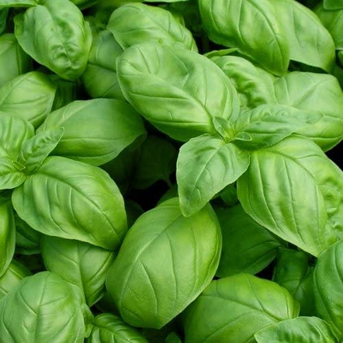 Basil Seeds. Image via Amazon.