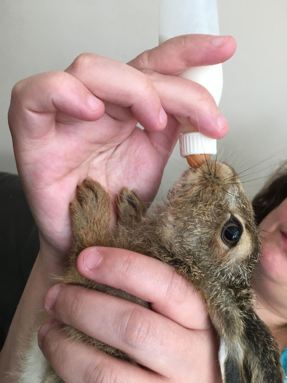 Clover being bottle fed