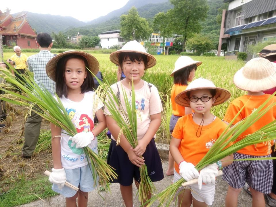 金山中角國小學童收割體驗。    圖：新北市農業局提供