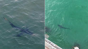 The 4 metre and 2 metre sharks that were spotted at Henley Jetty. Photo: Facebook/Shark Alerts South Australia