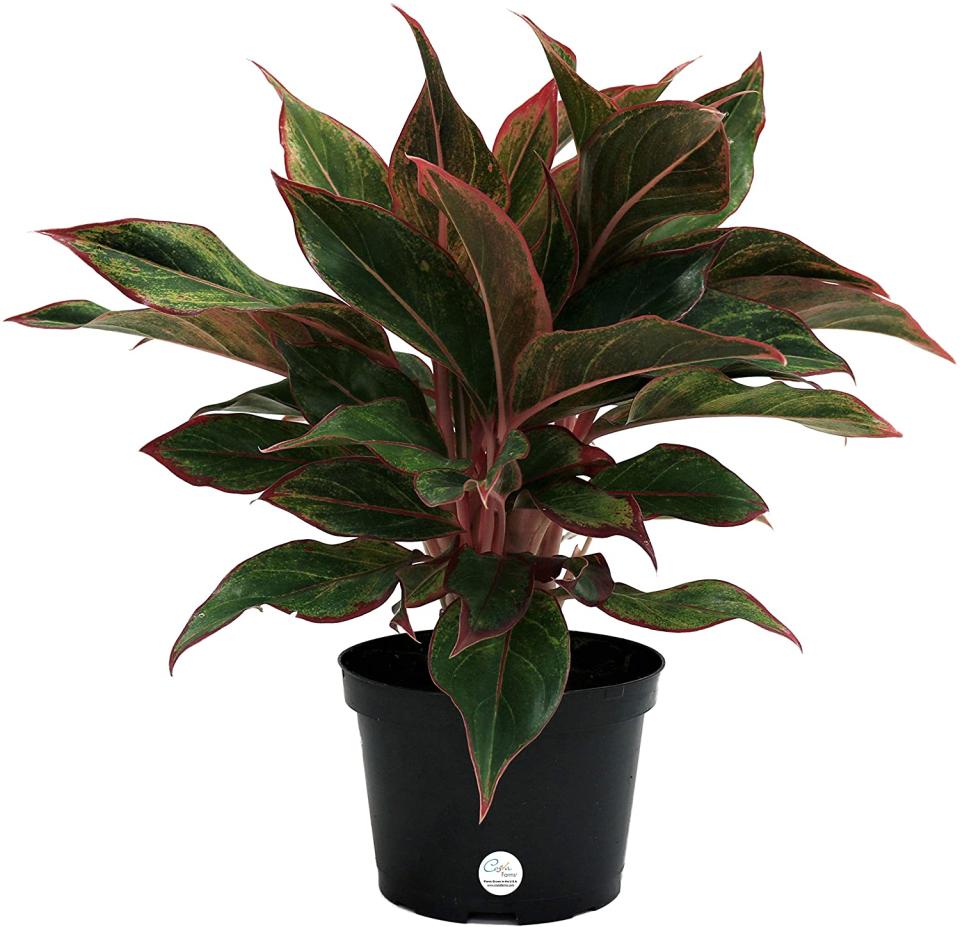 Chinese evergreen plant