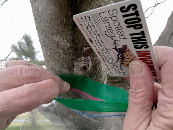 PHOTO: Dee Dee Kerscher of Temple University, a master gardener, scrapes spotted lanternfly egg masses from a tree at the Berks County Agriculture Center in Bern Township, Pa., April 5, 2019. (Reading Eagle via Getty Images, FILE)