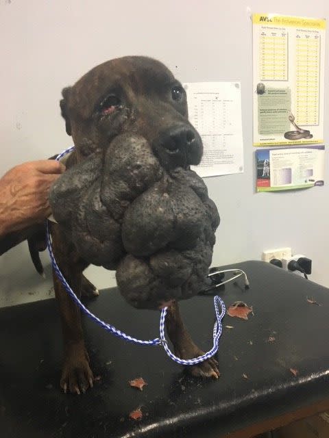 The four-year-old brindle English Staffordshire Terrier was put down due to the size of its tumour. Source: RSPCA NSW