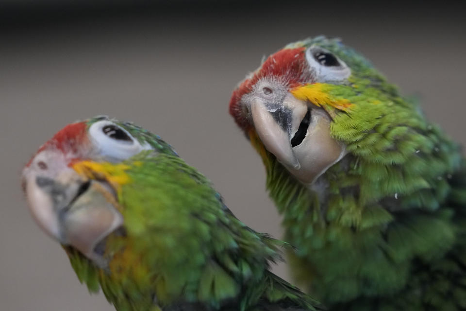 Un par de amazonas frentirrojas. jóvenes investigan su entorno en la Fundación de Conservación de Especies Raras en Loxahatchee, Florida, el viernes del 19 de mayo de 2023, casi dos meses después de que un contrabandista fuera detenido, según documentos judiciales, con 29 huevos de loro en el Aeropuerto Internacional de Miami a finales de marzo, cuando los pollos empezaron a salir del cascarón. (AP Foto/Rebecca Blackwell)