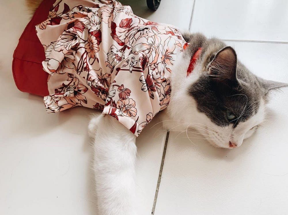 With Hari Raya around the corner, cat owners are taking the opportunity to dress up their pets. ― Picture via Facebook/ Paola &amp; Peeps