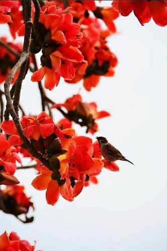 【賞花之旅】林初埤木棉花道，滿天燃燒「紅不讓」！