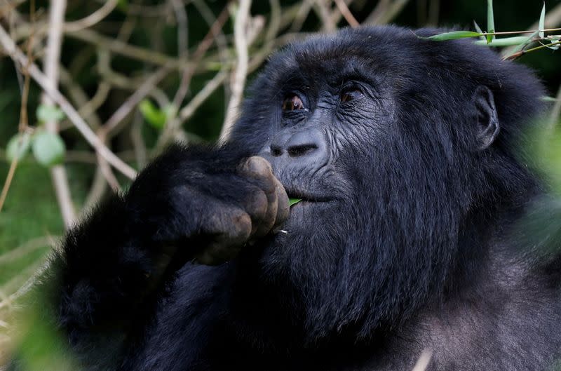 FILE PHOTO: An endangered female high mountain gorilla from the Sabyinyo family eats inside the forest within the Volcanoes National Park near Kinigi