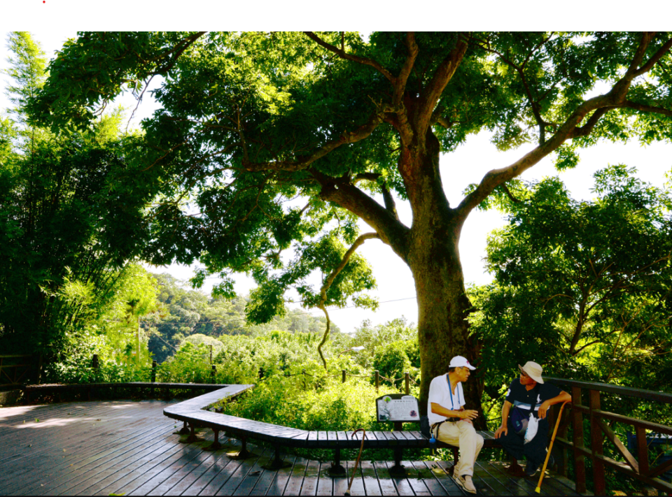 百年無患子老樹平台。   圖：台北市政府工務局大地工程處／提供