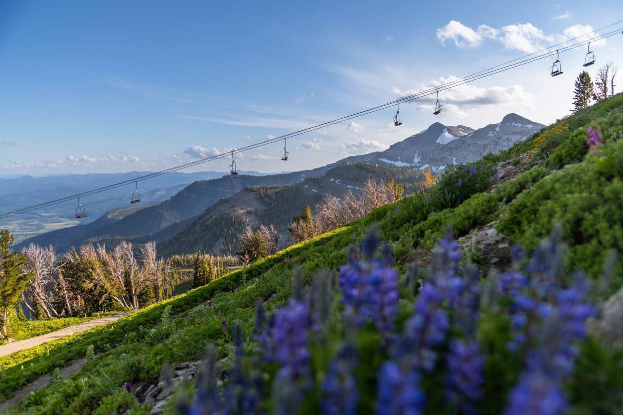 Wildflowers and gondola at Jackson Hole Mountain Resort in Wyoming