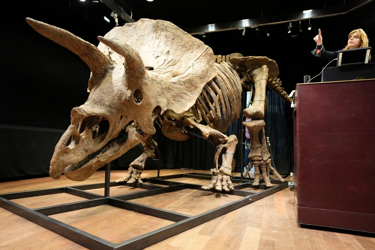 Auction officer Violette Stcherbatcheff gestures next to the world's biggest triceratops skeleton, known as "Big John," during its auction Thursday in Paris.