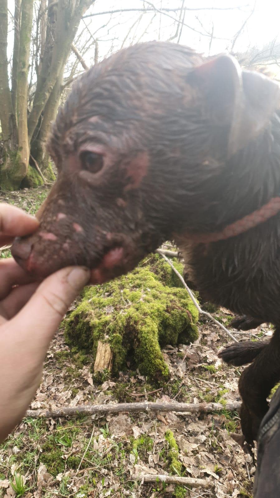 Lancashire Telegraph: Injuries on a Patterdale terrier known as Thugly who was attacked by a wild mammal.