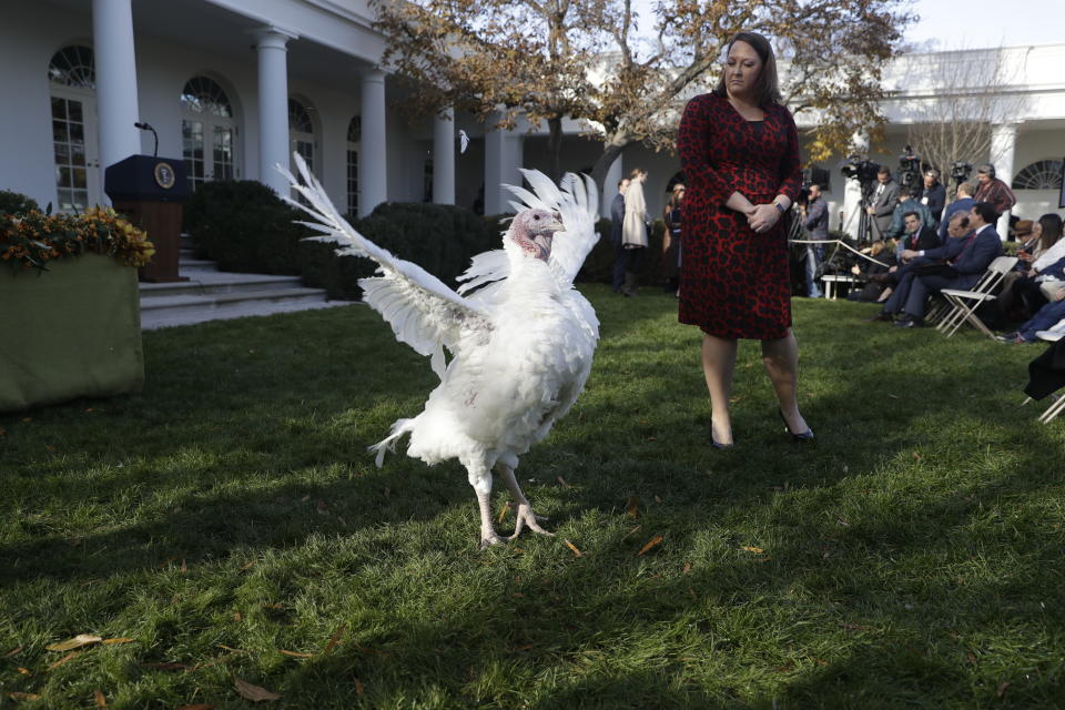 Butter, the national Thanksgiving turkey, walks in the Rose Garden before a ceremony when President Donald Trump will pardon both Bread and Butter at the White House, Tuesday, Nov. 26, 2019, in Washington. (AP Photo/ Evan Vucci)