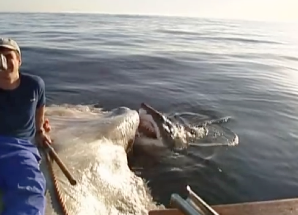 Scientists sits on rotting carcass surrounded by great white sharks