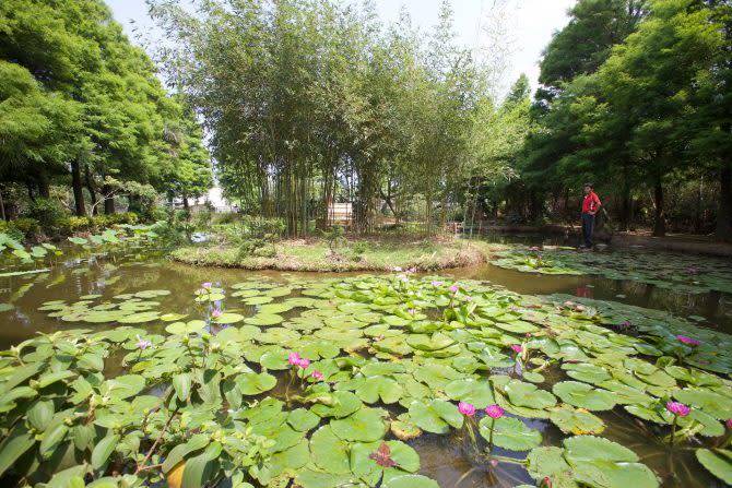 台灣三大知名蓮花觀賞地，台南白河、桃園觀音、花蓮馬太鞍。其中馬太鞍以蓮花結合花東縱谷壯闊聞名，台南白河以田園生產面積廣闊且可見蓮子農夫作業的產業景觀聞名，桃園觀音則多數結合庭院造景或咖啡餐飲，適合親子或三代同堂旅遊聞名。