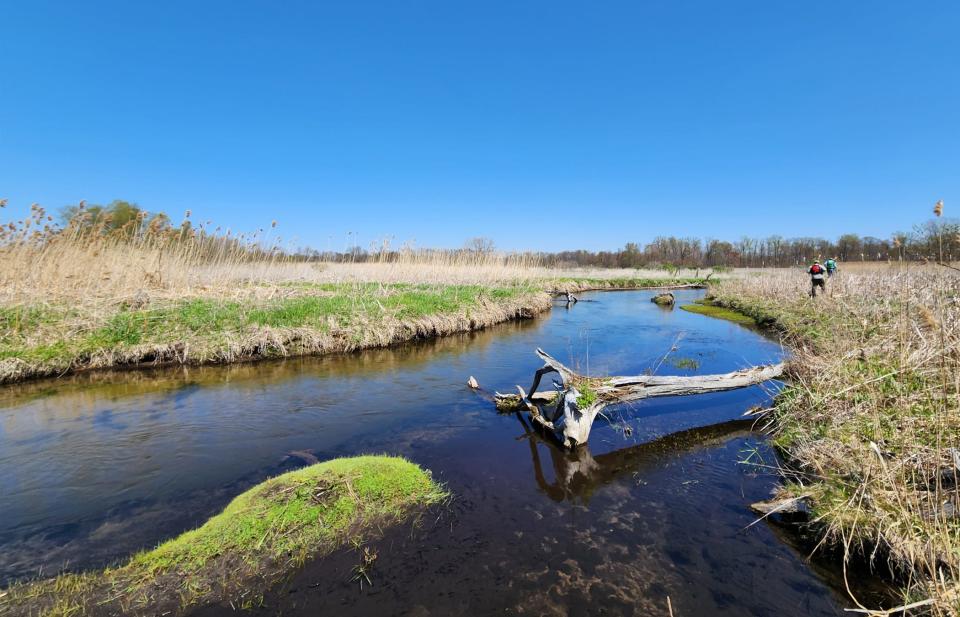 The Dowagiac Creek bisects the LaGrange Valley Wetlands near LaGrange, Mich., seen here in spring, that the Southwest Michigan Land Conservancy is in the process of purchasing and conserving.