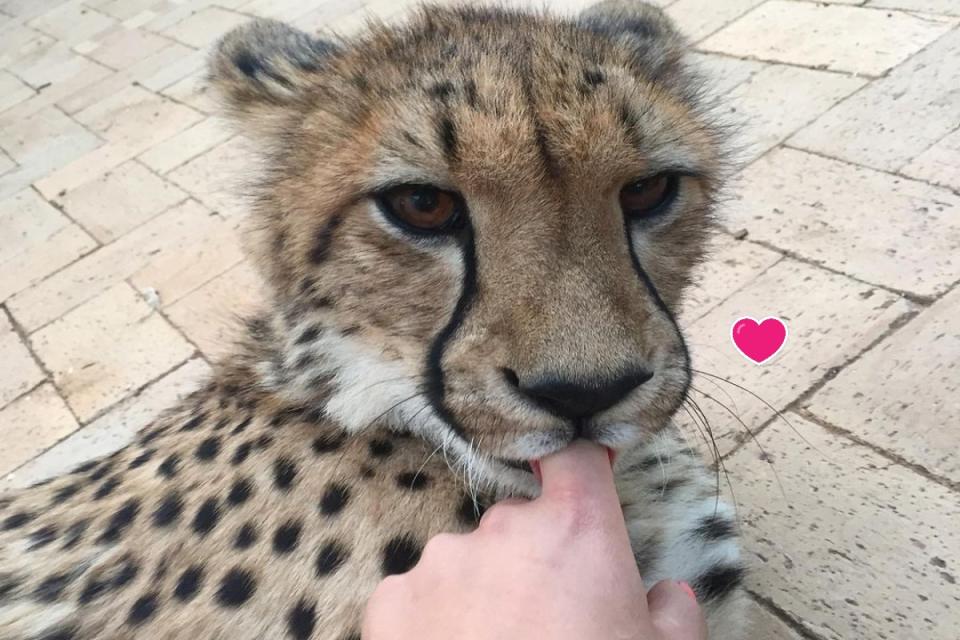 <p>南非獵豹保護區一隻年輕獵豹喜歡吸手指。（圖／IG帳號lisatorajaqueline）</p>
