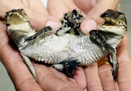 An official shows a two-headed baby crocodile at Samut Prakarn Crocodile Farm on the outskirts of Bangkok, Thailand, Monday, June 25, 2001. The crocodile, which shares the bottom part of the body, has eight legs and two tails, was born at this farm three days ago. It is measured at 17-centimeter (6.70 inches) long and weighs at 70 grams (2.50 ounces). (AP Photo/Sakchai Lalit)