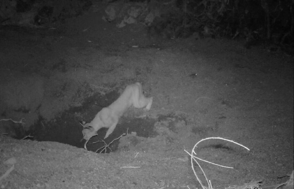 Lince rojo bebiendo en uno de los pozos abiertos por los caballos en el desierto de Sonora. (Crédito imagen: E.J. Lundgren el al. / Science).