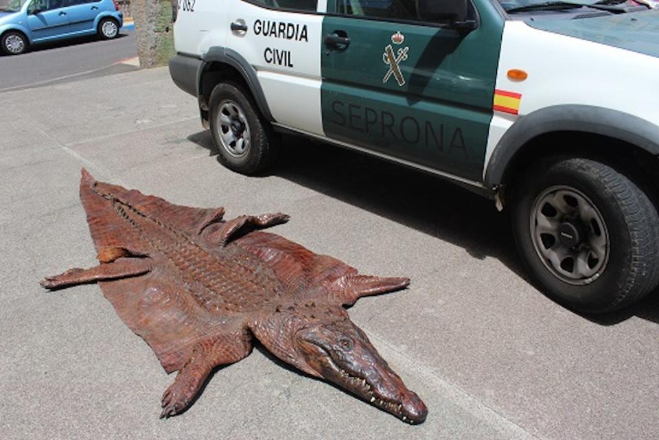 Una piel completa de 3,5 metros de longitud de un espécimen de <em>Crocodylus acutus</em> o cocodrilo americano capturada por el SEPRONA de la Guardia Civil el 30 de octubre de 2018 en Santa Úrsula (Santa Cruz de Tenerife). El <em>Crocodylus acutus</em> se encuentra protegido tanto por la legislación internacional a través del Convenio CITES, como por la normativa comunitaria. <a href="https://www.miteco.gob.es/es/actuaciones-seprona/noticias/incautada-piel-cocodrilo.aspx" rel="nofollow noopener" target="_blank" data-ylk="slk:Guardia Civil;elm:context_link;itc:0;sec:content-canvas" class="link ">Guardia Civil</a>