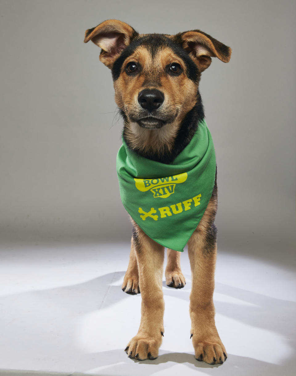 <p>Team: Ruff<br> From: Humane Society of Greater Nashua<br> (Photo: Animal Planet) </p>