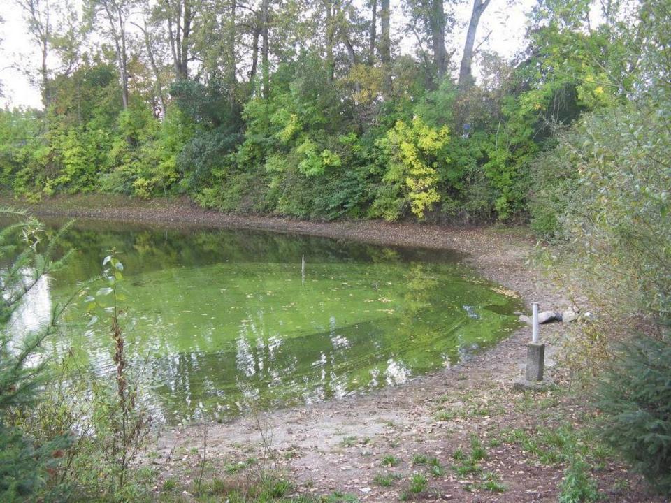 A previous blue-green algae bloom at Hicklin Lake, also known as Hicks Lake, in White Center.