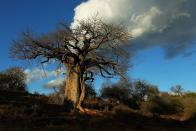 A giant Baobab tree at the Pafuri game reserve in Kruger National Park, South Africa.