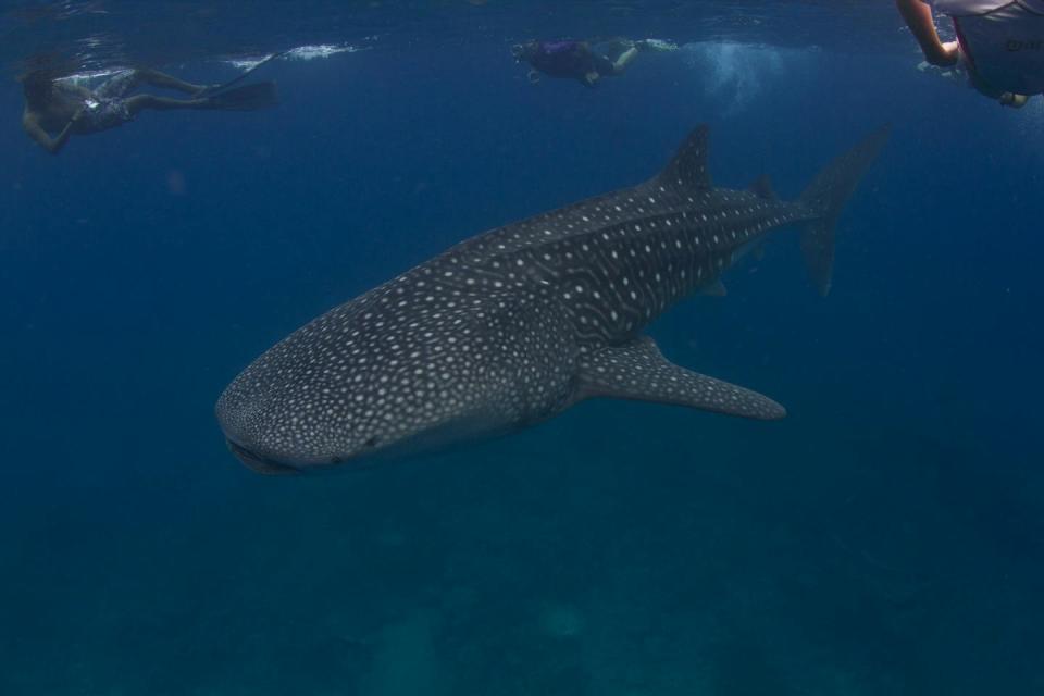 Snorkelers swim above a whale shark near the Maldives in the Indian Ocean. The largest fish in the sea, whale sharks are filter feeders that prey on plankton. <a href="https://flic.kr/p/gTntz7" rel="nofollow noopener" target="_blank" data-ylk="slk:Tchami/Flickr;elm:context_link;itc:0;sec:content-canvas" class="link ">Tchami/Flickr</a>, <a href="http://creativecommons.org/licenses/by-sa/4.0/" rel="nofollow noopener" target="_blank" data-ylk="slk:CC BY-SA;elm:context_link;itc:0;sec:content-canvas" class="link ">CC BY-SA</a>