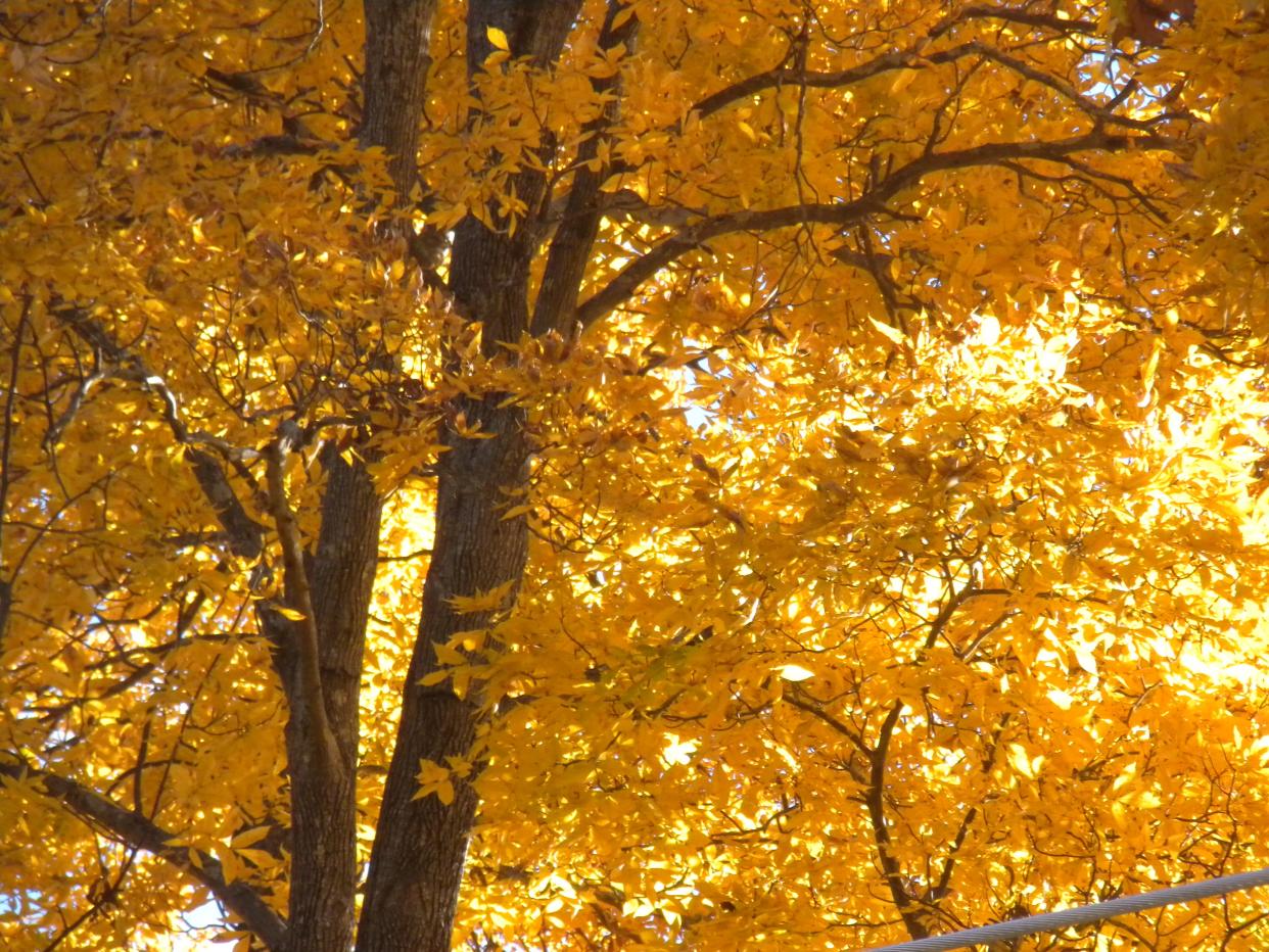 The pignut hickory presents a golden canopy at a park in South Carolina.