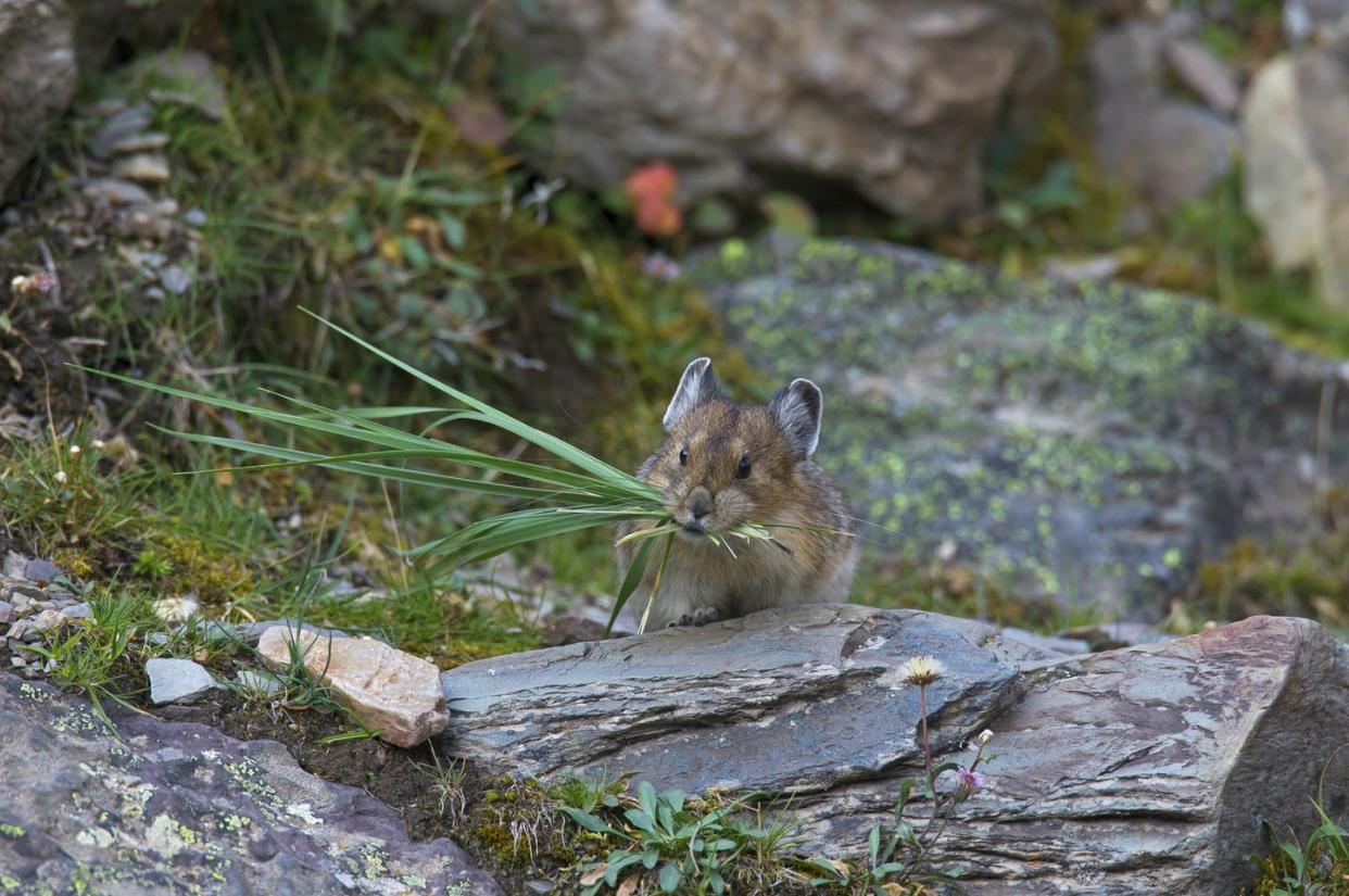 <span class="caption">Stocking the haypile.</span> <span class="attribution"><a class="link " href="https://www.gettyimages.com/detail/news-photo/american-pika-native-to-alpine-regions-of-canada-and-news-photo/601068688?adppopup=true" rel="nofollow noopener" target="_blank" data-ylk="slk:Arterra/Universal Images Group via Getty Images;elm:context_link;itc:0;sec:content-canvas">Arterra/Universal Images Group via Getty Images</a></span>