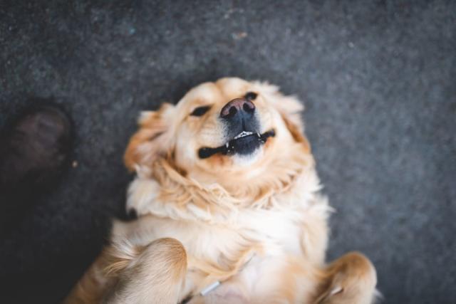 golden retriever smiling